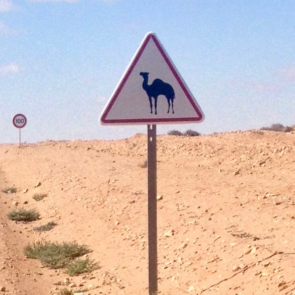 A triangular road sign, with the silhouette of a camel in the center.