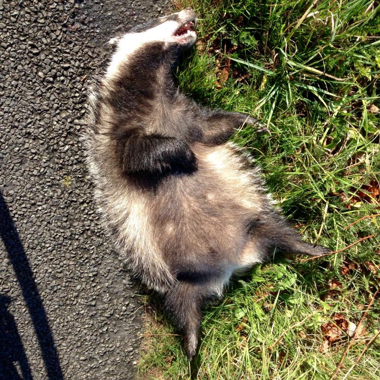 A dead badger lying on its back beside the road (roadkill).
