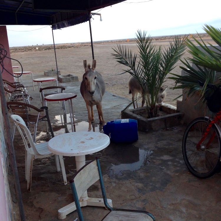 A donkey looking surpised, standing over a pool of water, with  bucket tipped on its side next to her. In the background, a foal can be seen drinking water from the base of a small tree.