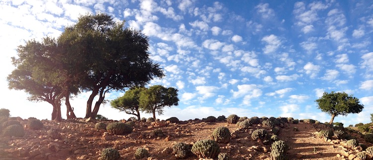 Photo looking up at green trees ontop of a hill with muddy sand and smaller bushes on the ground. The sky is blue, with small balls of clouds, like cotton balls.