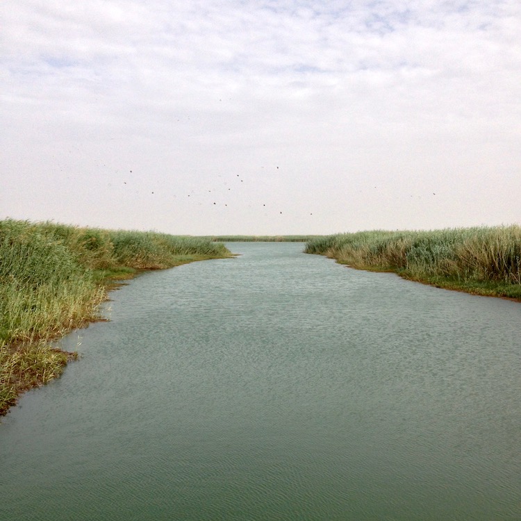 A river strething from the foreground into the distance. The ground of the banks cannot be seen, because there are such dense thickets of reeds growing on either side. In the sky, there is a flock of birds flying by.