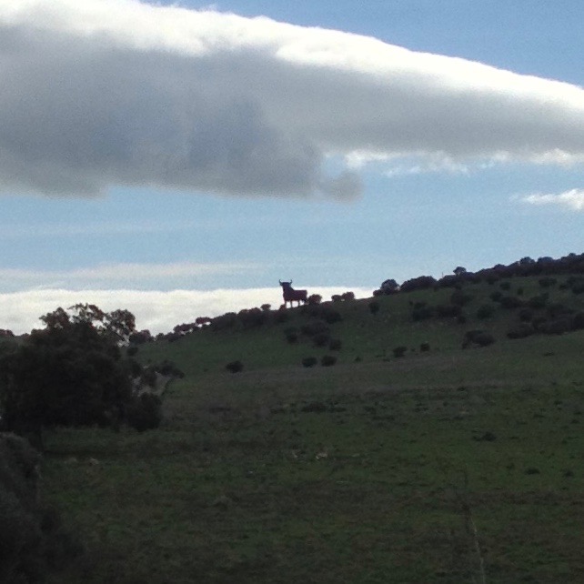 A grainy photo of the horizon, where a very large bull silhouette can be seen in semi-profile, among the trees of the countryside.