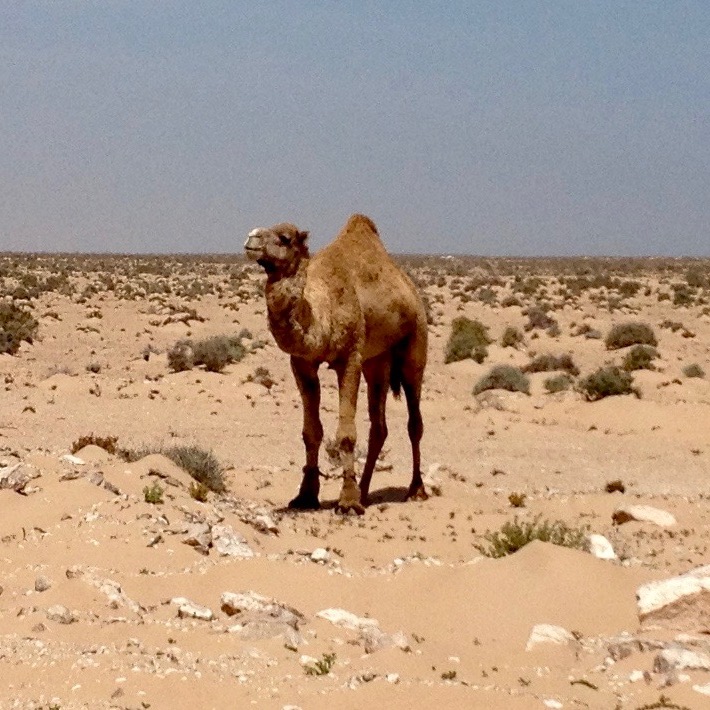 A lone camel standing majestically on a desert plain, posed in the same position as the sign. The front legs of the camel are tied together with a piece of rope.
